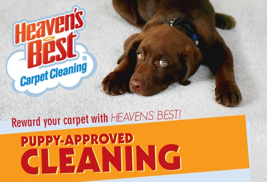Heaven's Best Carpet Cleaning [city, state]